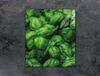 GLASS CUTTING BOARD 45x52 Color