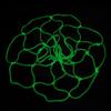 Luminous Basketball Net Green Fluorescent Sports Net Basketball Net Self-luminous Adult Basketball Children's X9O8