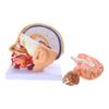 Modello di Anatomia del Cervello Umano, Modello di Arteria Cerebrale, Modello Anatomico del Cervello della Testa