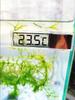 Aquarium Thermometer Aquarium Suction Cup Battery External Terrarium