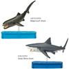 Carolata Shark Family 3D Encyclopedia 9 Species Includes Instruction Manual and Realistic Figure Box Toy Educational Toy Gift Present Food Sanitation