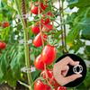 200 Stück Wiederverwendbare Pflanzenstützklemmen Tomatenrankenclips Garten Gemüse Gitter Rankhilfe Clips