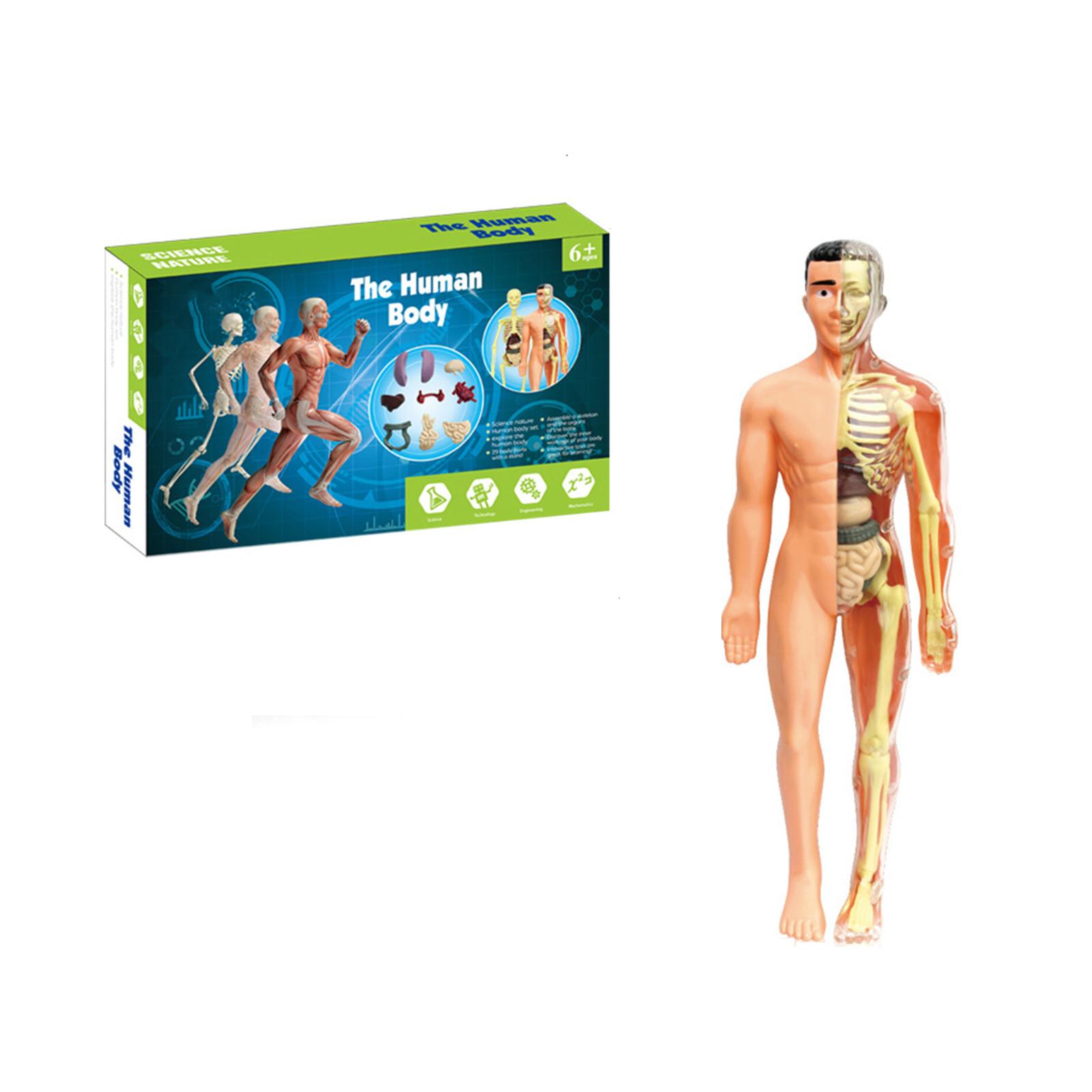 

Раннее образование Человеческий орган и модельный набор Наука и образование One Size