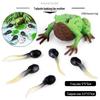 Frog Life Cycle Model Set: Tadpole to Frog Educational Toys for Kids