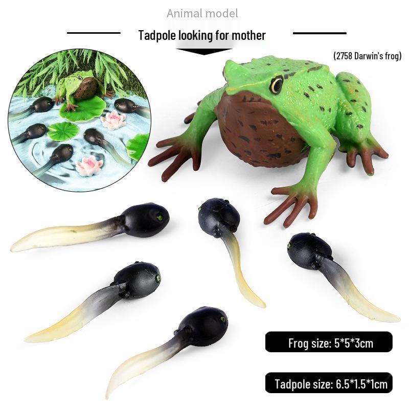 Frog Life Cycle Model Set: Tadpole to Frog Educational Toys for Kids