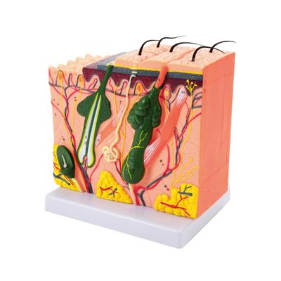 35/50/70/85X Enlarged Skin Model Skin Anatomical Model Teaching Tool for Classroom Study Display Teaching Medicals Model