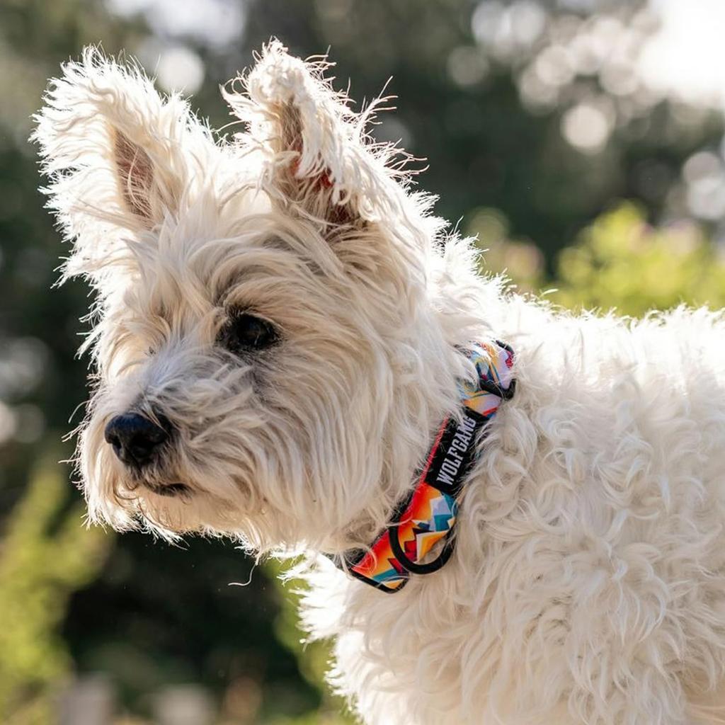 WOLFGANG WildWolf COLLAR wide x neck circumference (M size) 2.5cm 30-45cm [for medium-sized dogs]