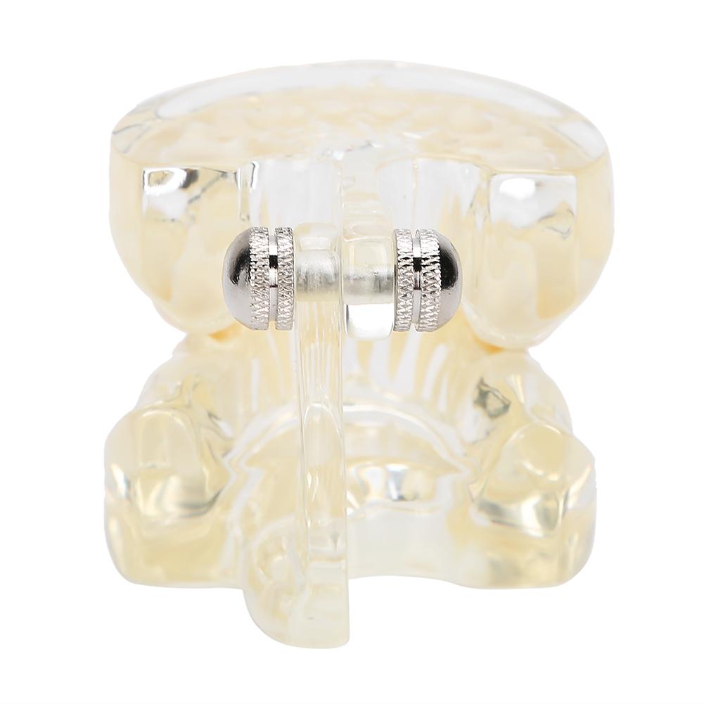 Dental Deciduous Teeth Model Removable Teeth Model Teaching Tool for Dentist