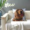 Funny Cool Cocker Spaniel Dog Animal Square Pillowcase Pillow Cover Cushion Zip Decorative Comfort Throw Pillow for Home Sofa