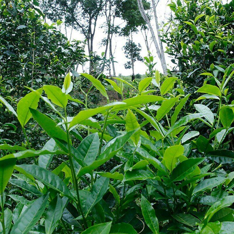 2021 Yunnan Shudaizi Bahar Tatili Shen Puer Çayı Jing Mai Lan Xiang Ham Puerh 357g