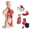 Ziyue Human Anatomy Puzzle, 28cm, 15-Piece Detachable Human Anatomy Model with Internal Organs, Skeleton Model, Skeleton Specimen, Toy for Medical Stu