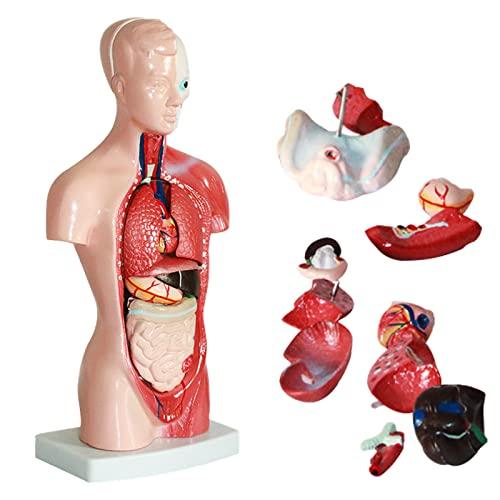 ziyue Human Anatomy Puzzle, 28cm, 15-Piece Detachable Human Anatomy Model with Internal Organs, Skeleton Model, Skeleton Specimen, Toy for Medical Stu