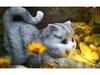 Cross-Border Garden Solar Kitten Lights: Cute Outdoor Resin Animal Ornaments