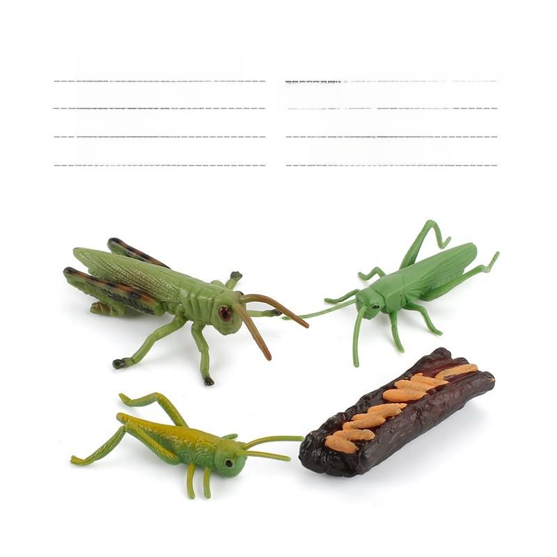 Allomyrina Dichotoma Model Pvc Realistic Display Scene For Science Education And Collectors