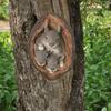 Garden Squirrel Tree Hugger Outdoor Tree Hole Statues Tree Face Decoration