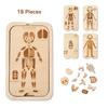 Organ Model Montessori Jigsaw Puzzle Human Structure Human Structure Toy  Science Learning