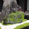 Artificial Rocks Decorative Faux Green Covered Stones Foam for Garden Floral Arrangements Indoor DIY