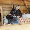 10 Stück Kaninchenkäfig Bodenmatte Strapazierfähige Kunststoff-Kaninchenpadhalter für Kaninchen Hunde Hamster Chinchillas Leicht zu reinigende Katzentoilette