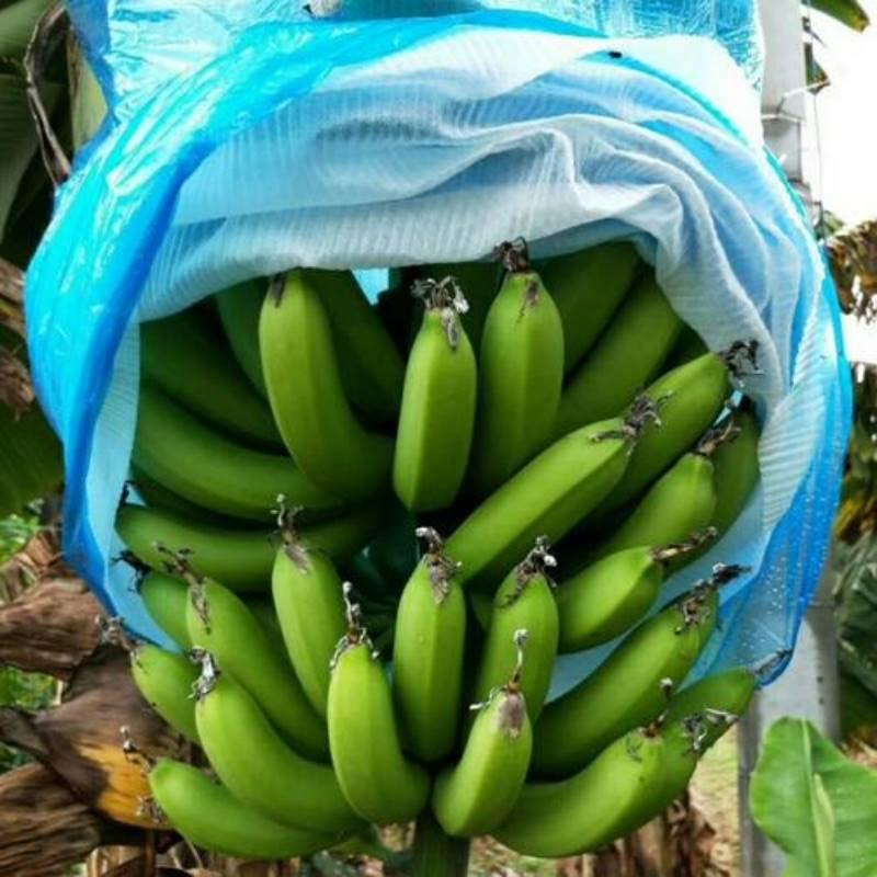 5/10/15 Stück Bananen-Schutzbeutel Frucht-Schutzbeutel Mit Loch Gegen Kälte Frost Insektenbeutel Bananenstauden-Schutzabdeckung