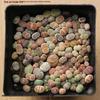 Rare Lithops Succulent Pot: Diverse Colors & Varieties