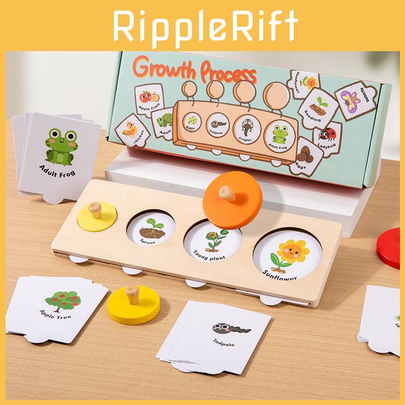 Growth Montessori Cycle Puzzle Wooden Educational Toy For Learning Preschool