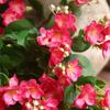 Lifelike Artificial Silk Jasmine Flower Long Stems DIY Simulation Jasmine Beautiful Colorful Fake Flowers