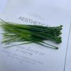24Pcs UV Resistant Fake Greenery Green Artificial Grass Bundles Artificial Spring Grass  Indoor Use