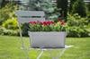 Anthracite Plastic Balcony Box 40x17cm Lobelia