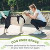Joelheira Ortopédica Para Cães Pet Joelheira Ortopédica Para Quadril E Pata Suporte Ajustável Para Perna Para Manter As Articulações Do Animal Aquecidas E Estáveis