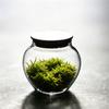 Moss Micro Landscape Small Glass Bottle with Lid Plant Terrarium Jar Vase Container Home Green Plant Decor