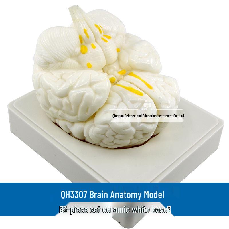 Qinghua 4D Human Brain Anatomy & Cerebrovascular Model for Medical Education