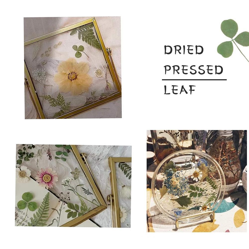 Art Craft Leaf Specimen Resin Accessory Dried Pressed Leaves Dried Flowers Artificial Decorations