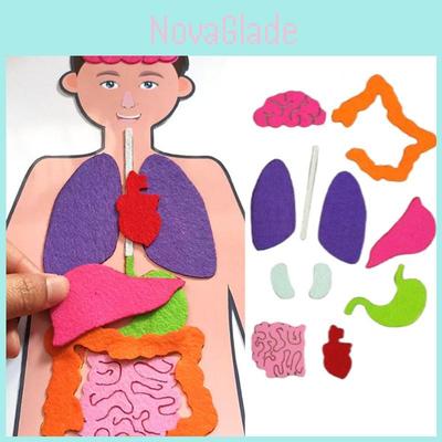 Kit de Ensino DIY de Reconhecimento de Órgãos Humanos em Tecido Não Tecido Para Crianças Conjunto de Materiais para Experimentos Científicos