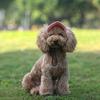 Cappellino Stiloso per Cane 4 Misure Disponibili Design Traspirante Cappellino Parasole per Animali Domestici Ideale per Passeggiate Quotidiane e Giochi Spiaggia