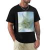 Angel’S Trumpet Flower T-Shirt Anime Clothes Vintage Clothes Shirts Graphic Tee Oversized Workout Shirts For Men