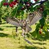 Waterproof Bird Scarer Pest Control Simulation Owl Bird Scare Pendant With Bell With Reflective Hanging Bird Repellent Courtyard