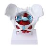 Female Pelvis Pelvic Floor Muscle Model Uterus Ovary Muscle Teaching Resources Educational Removable