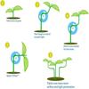 Reusable Plastic Adjustable Plant Training Clips for Low Stress Plant Training Gardening 30/100 Pcs Bulk