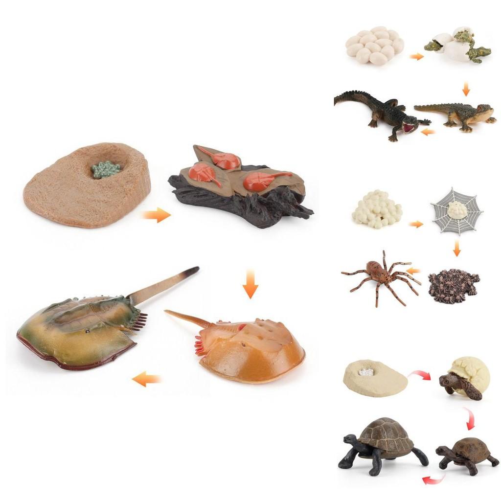 Adorable Montessori Simulation Solid Turtle Chick Frog Animal Growth Cycle Teaching Aids For Engaging Learning And Decorative Displays