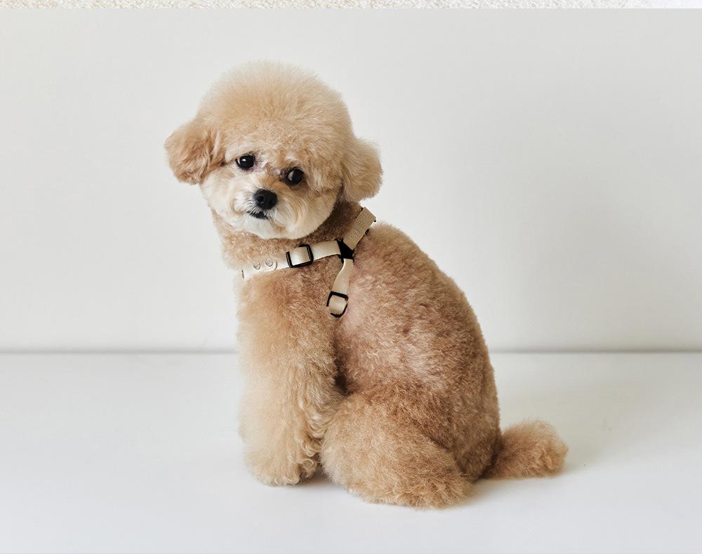 Korean Small Dog PU Leather Harness & Leash for Teddy Bichon