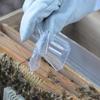 1/5PCS Bee Queen Catcher Colorless Clear Plastic Clip Beekeeping Isolation Room Cage Equipment K5R2