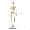 Anatomy Learning Tool for Classroom Use Featuring Removable Organ Parts