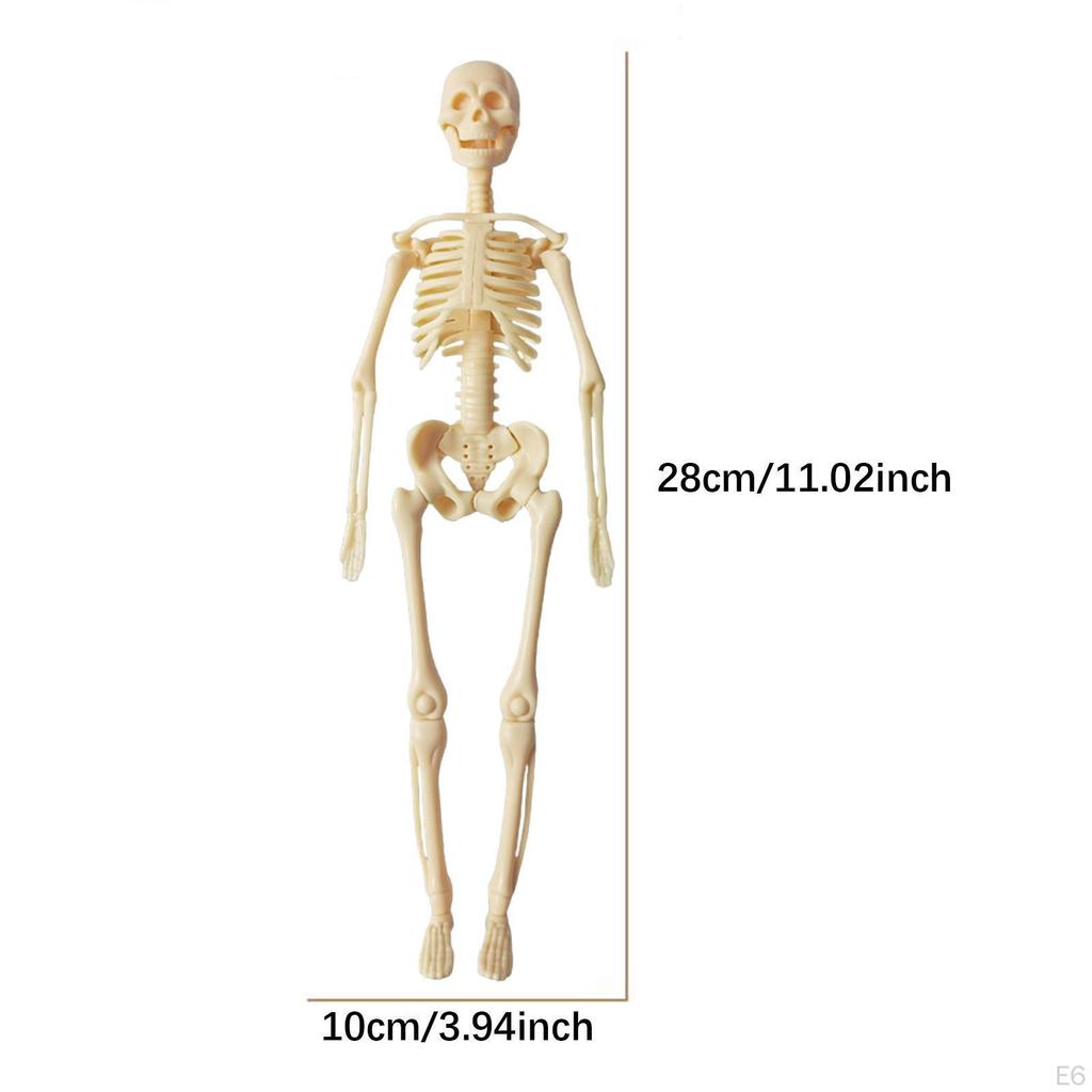 Anatomy Learning Tool for Classroom Use Featuring Removable Organ Parts