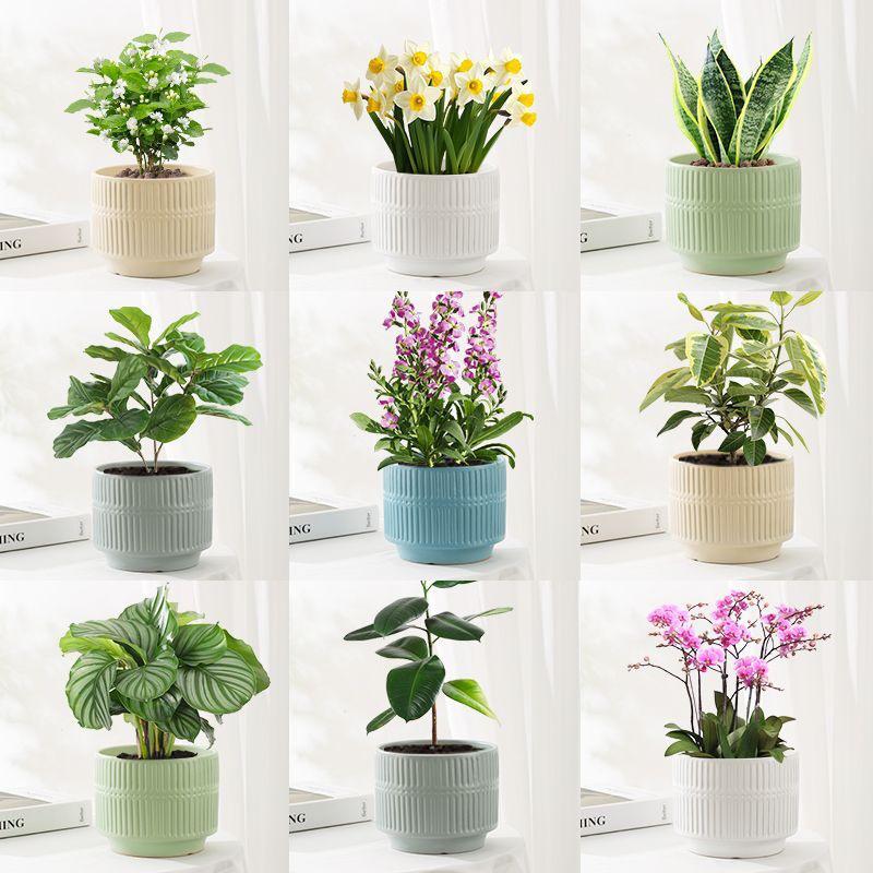 Extra Large Ceramic Flower Pot with Wheels, Ideal for Money Tree & Bird of Paradise