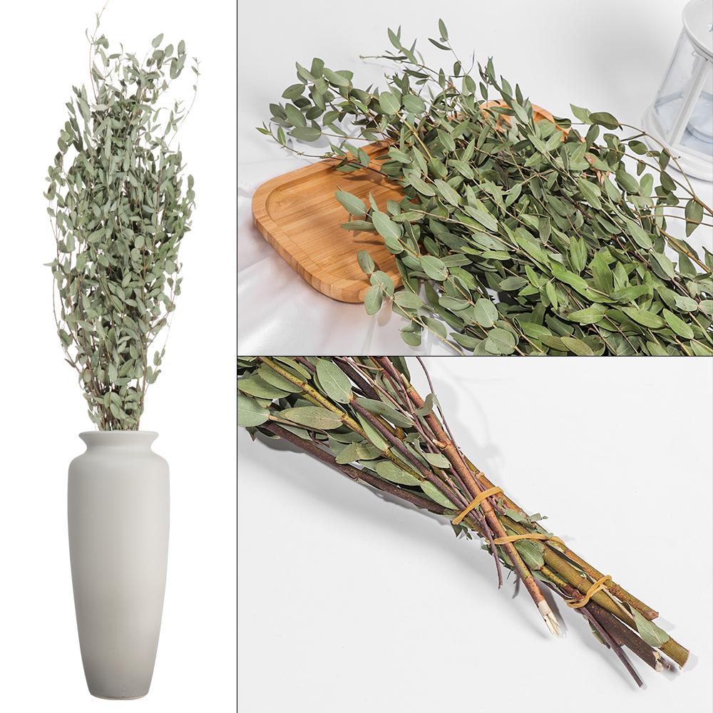 Natural Material Natural Dried Bouquets Plant Stems Eucalyptus Real Flower Natural Material Natural Dried Bouquets Plant Stems Eucalyptus Real Flower
