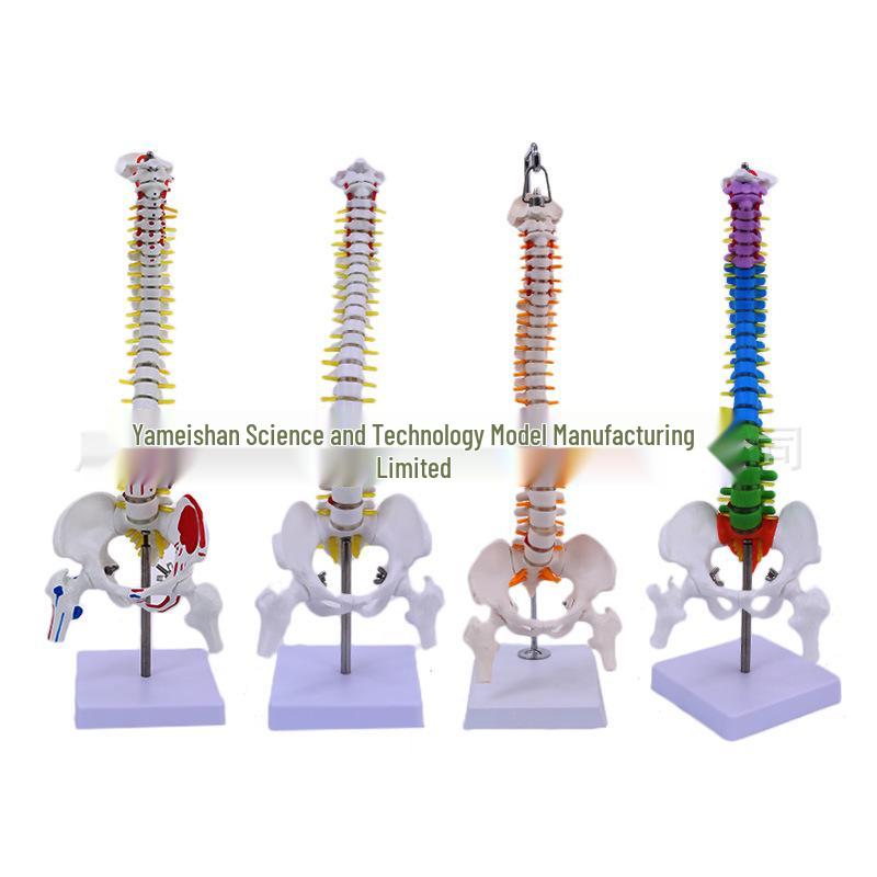 45CM Colorful Human Spine Model: Includes Vertebral Column, Pelvis, Femur, Coccyx, Lumbar, and Cervical Vertebrae for Chiropractic Use.