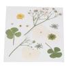 Dried Pressed Flowers DIY Handcraft Flower Bookmark Natural Flowers Phone Cases Pressed Flowers Dry Flower Plant