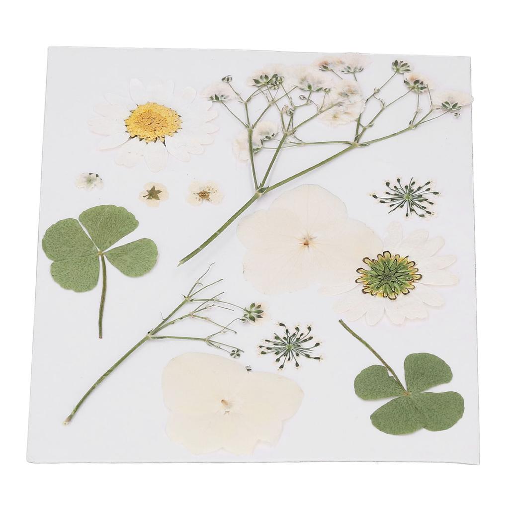 Dried Pressed Flowers DIY Handcraft Flower Bookmark Natural Flowers Phone Cases Pressed Flowers Dry Flower Plant