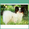 Papillon Painting Stitch Cross Diamond Dog Small Pets Full Round Drill Diamond Embroidery