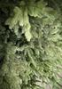 Artificial Christmas Tree Wild Spruce Twist 100% Pe Natural Look Twig